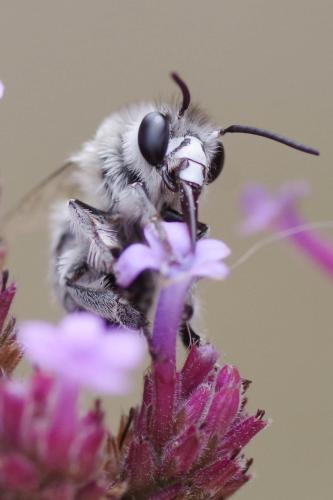 Anthophora pubescens